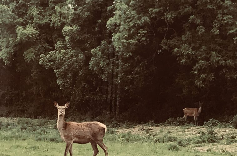 Deer in field outside office